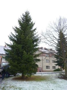 Stavění vánočního stromku 25.&nbsp;11. 2013