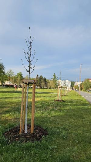 Lipová alej v ulici Osvobození se začíná zelenat